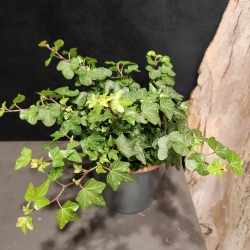 Lierre - Vert